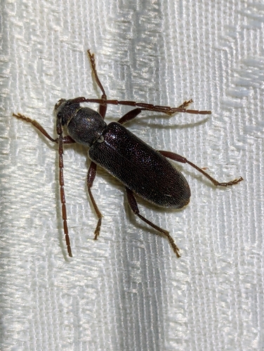 Anelaphus moestus