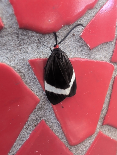 Pidorus atratus