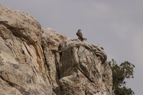 Prairie Falcon