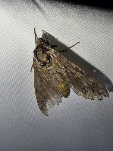 Five-spotted Hawk Moth