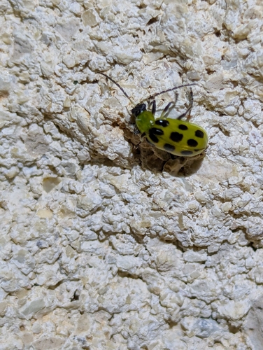 Spotted Cucumber Beetle