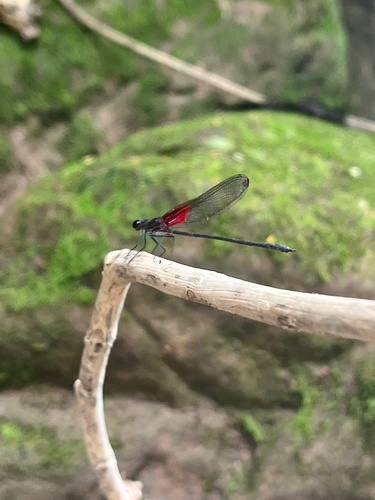 Racket-tipped Rubyspot