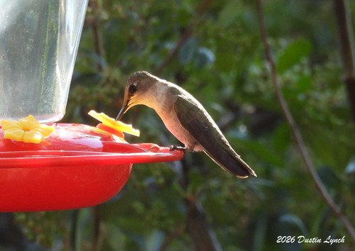 Black-chinned Hummingbird
