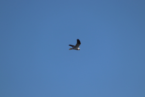 Black-shouldered Kite