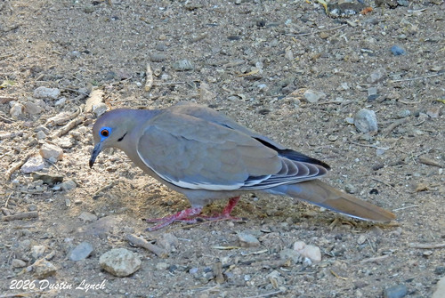White-winged Dove