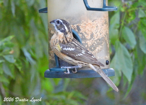 Black-headed Grosbeak