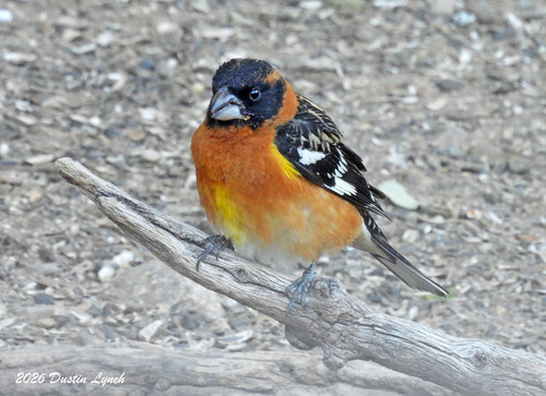 Black-headed Grosbeak