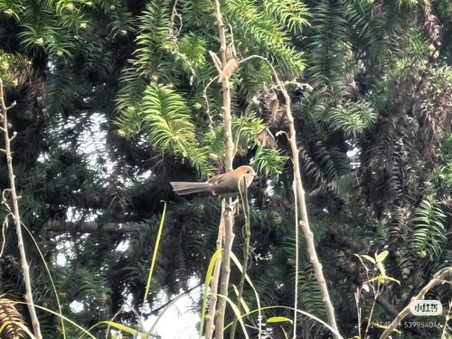 Vinous-throated Parrotbill