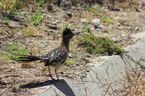 Greater Roadrunner