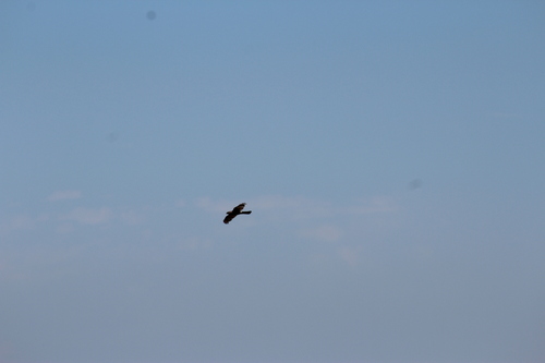 Cooper's Hawk