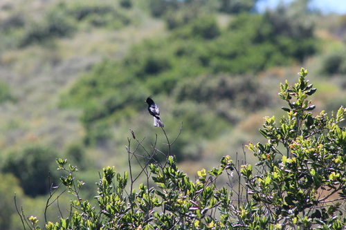 Phainopepla
