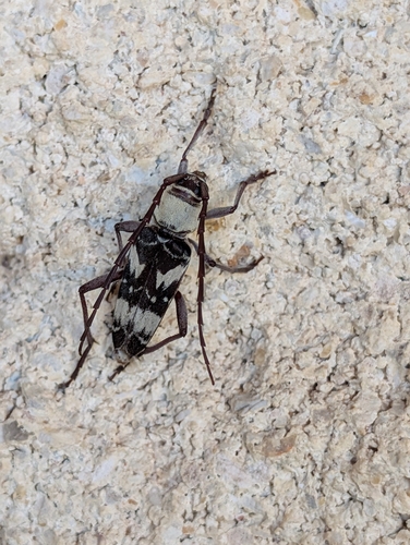 Megacyllene antennata