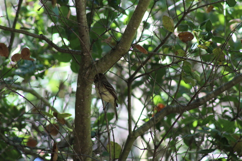 Western Flycatcher