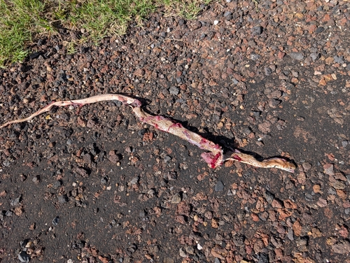Common Coachwhip