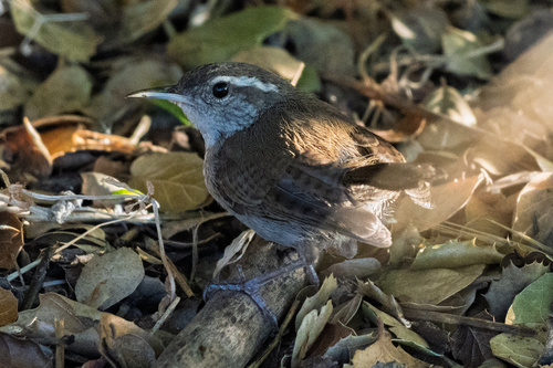 Bewick's Wren