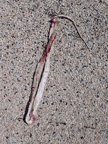 Common Coachwhip