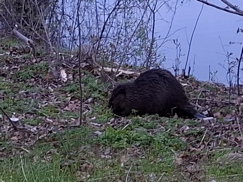 American Beaver