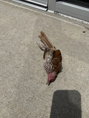 Brown Thrasher