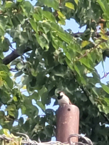 House Sparrow