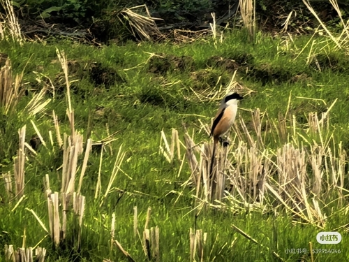 Long-tailed Shrike