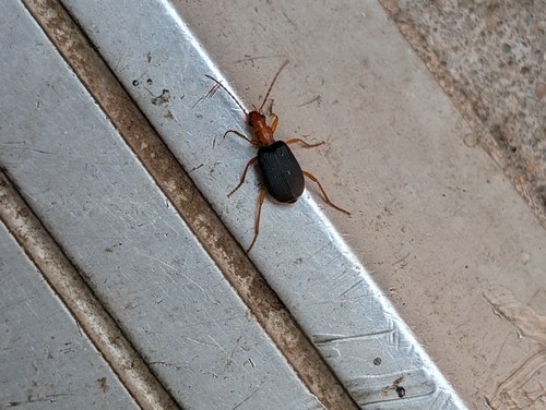 Brachinus adustipennis