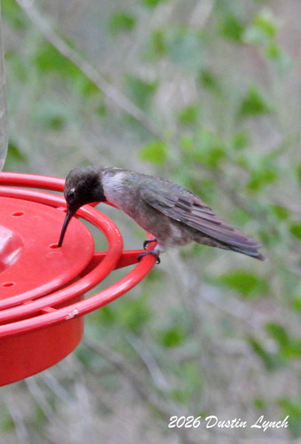 Black-chinned Hummingbird