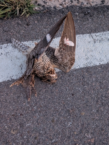 Common Nighthawk