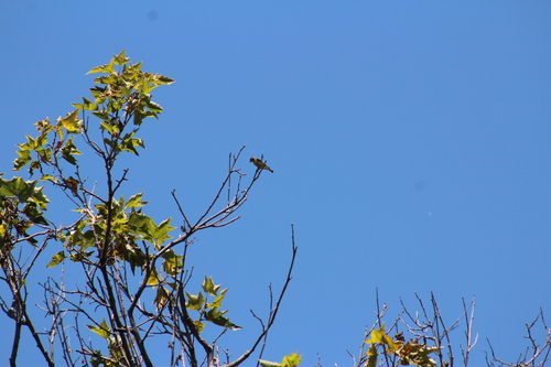 Lesser Goldfinch