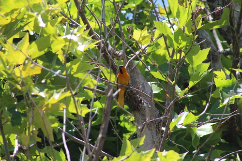 Bullock's Oriole