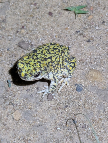 Chihuahuan Green Toad