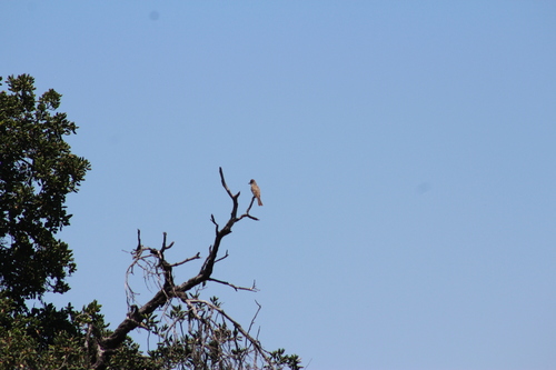 Ash-throated Flycatcher