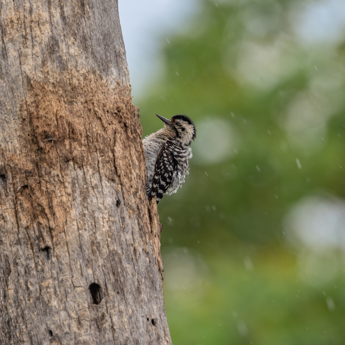 Ladder-backed Woodpecker