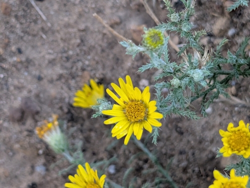 Spiny Goldenweed