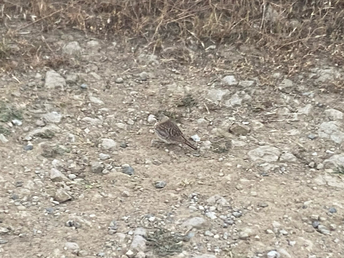Horned Lark