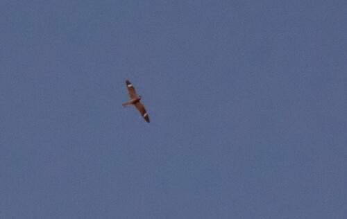 Common Nighthawk