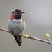 Anna's Hummingbird - Photo (c) Mason Maron, all rights reserved