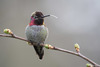 Anna's Hummingbird - Photo (c) Mason Maron, all rights reserved, uploaded by Mason Maron