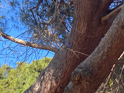 Western Bluebird