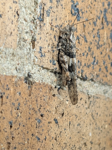 Pallid-winged Grasshopper
