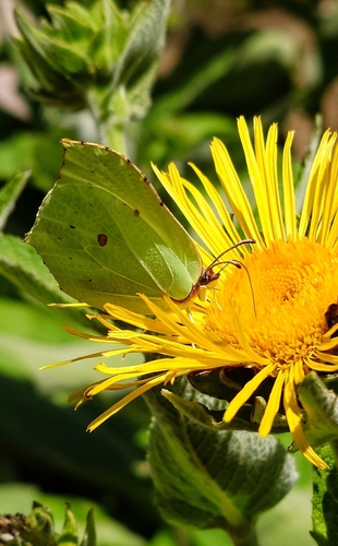 Common Brimstone