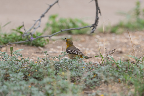 Hooded Oriole