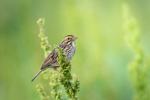 Savannah Sparrow