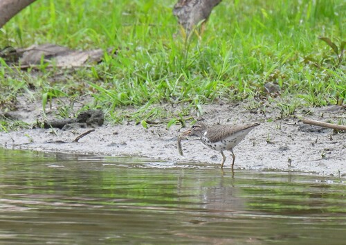 Spotted Sandpiper
