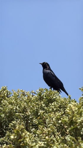 Brewer's Blackbird
