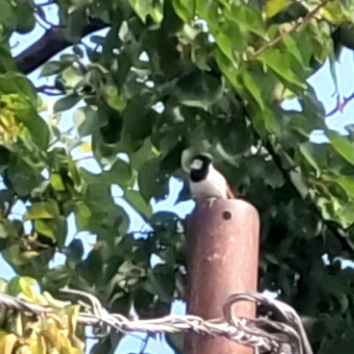 House Sparrow