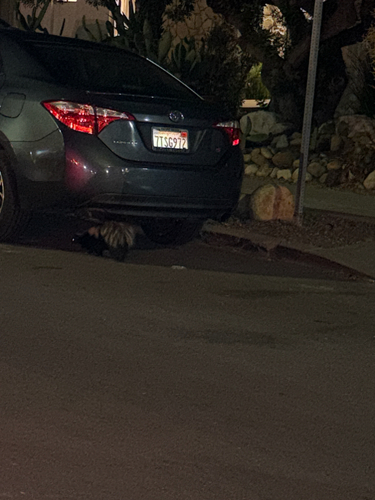 Striped Skunk