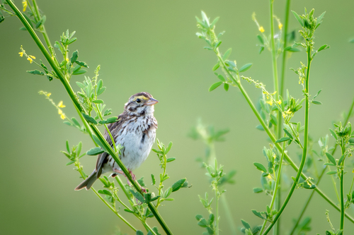 Savannah Sparrow