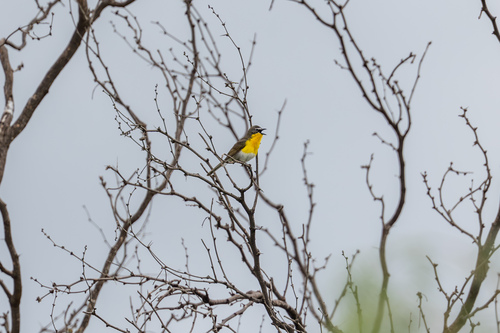 Yellow-breasted Chat