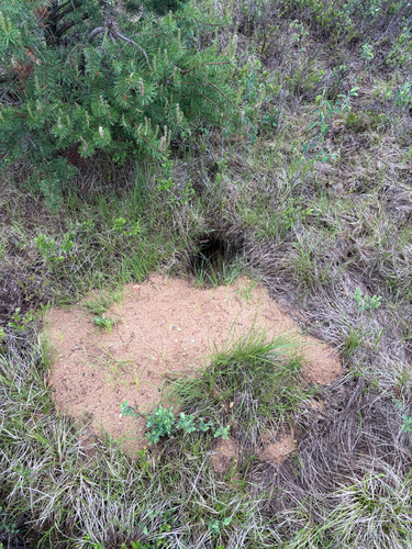 American Badger