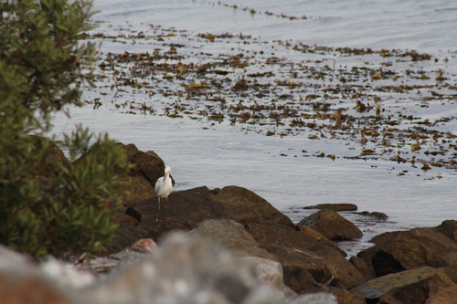 Snowy Egret